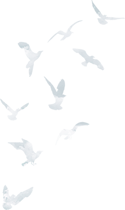 back birds