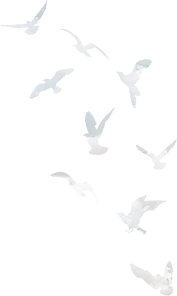 back birds